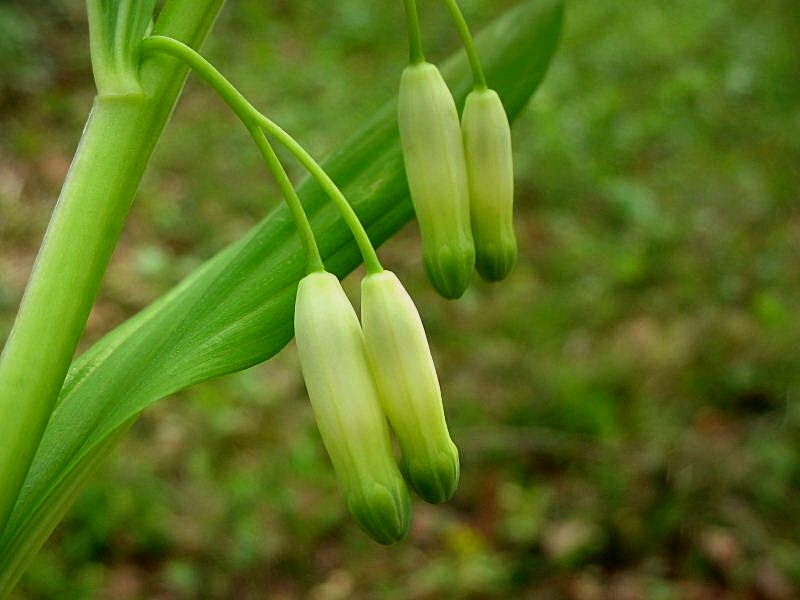 Polygonatum odoratum / Sigillo di Salomone comune